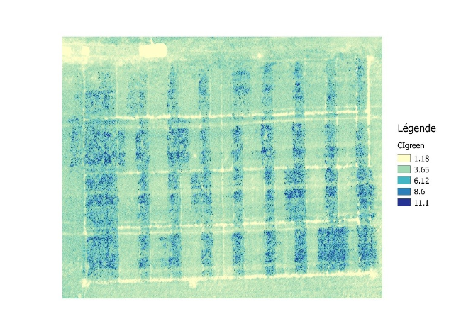 CIgreen field