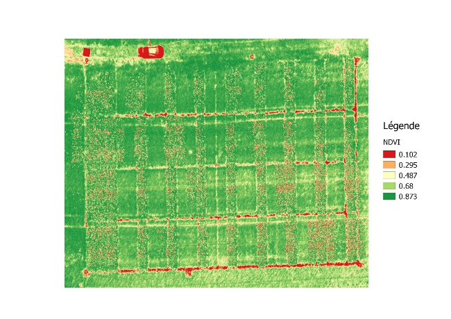 NDVI field