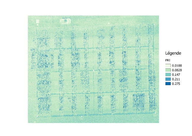 PRI field