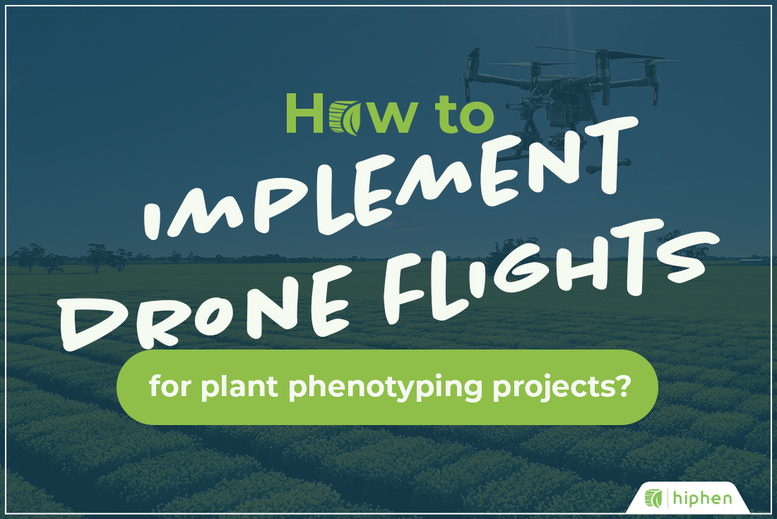How to implement drone flights for plant phenotyping projects?