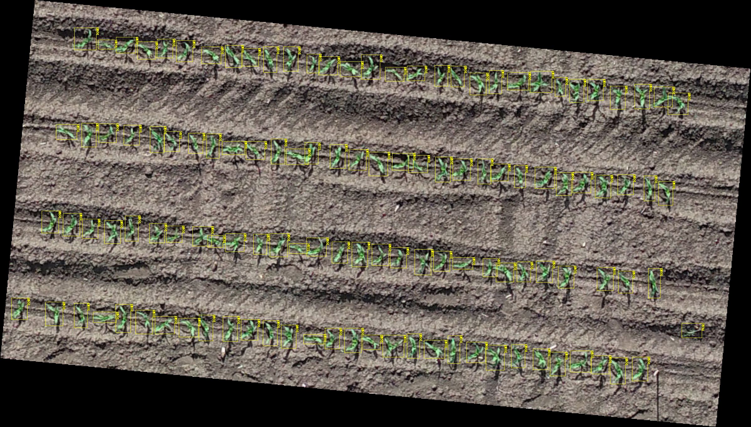 maize-field-with-detection-boxes