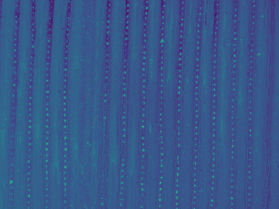 Figure 4: GNDVI of Strawberries computed from Mavic 3M