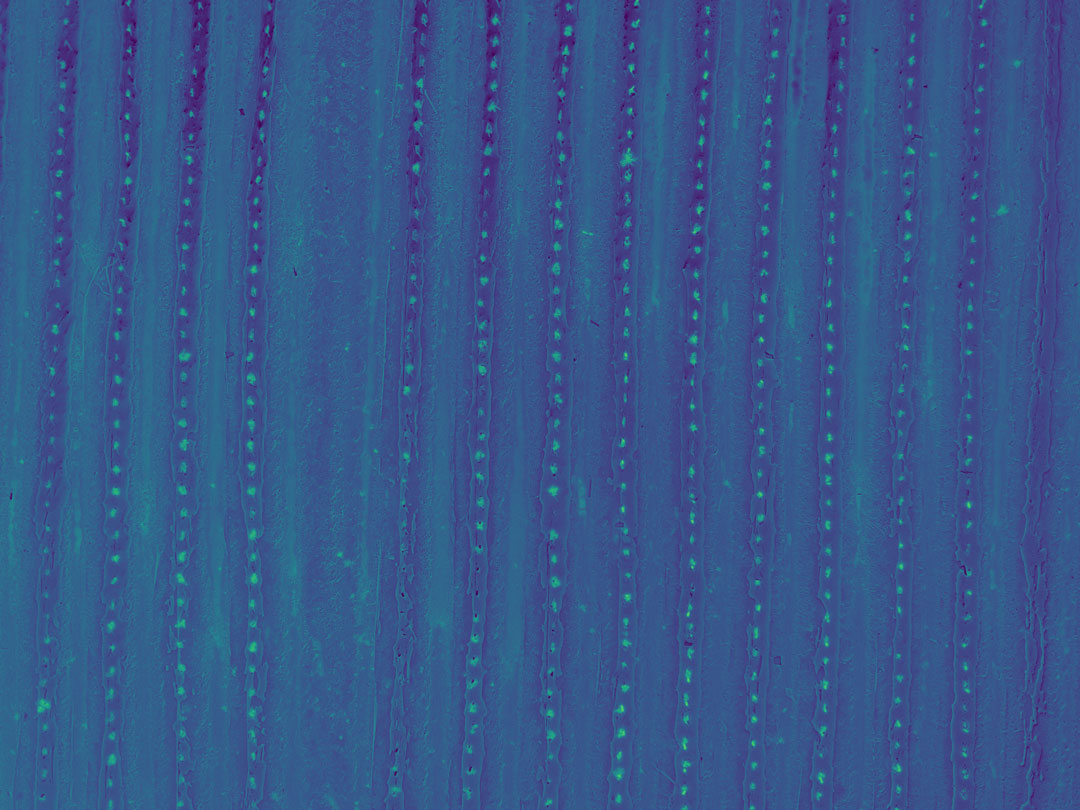 Figure 3: NDVI of Strawberries computed from Mavic 3M