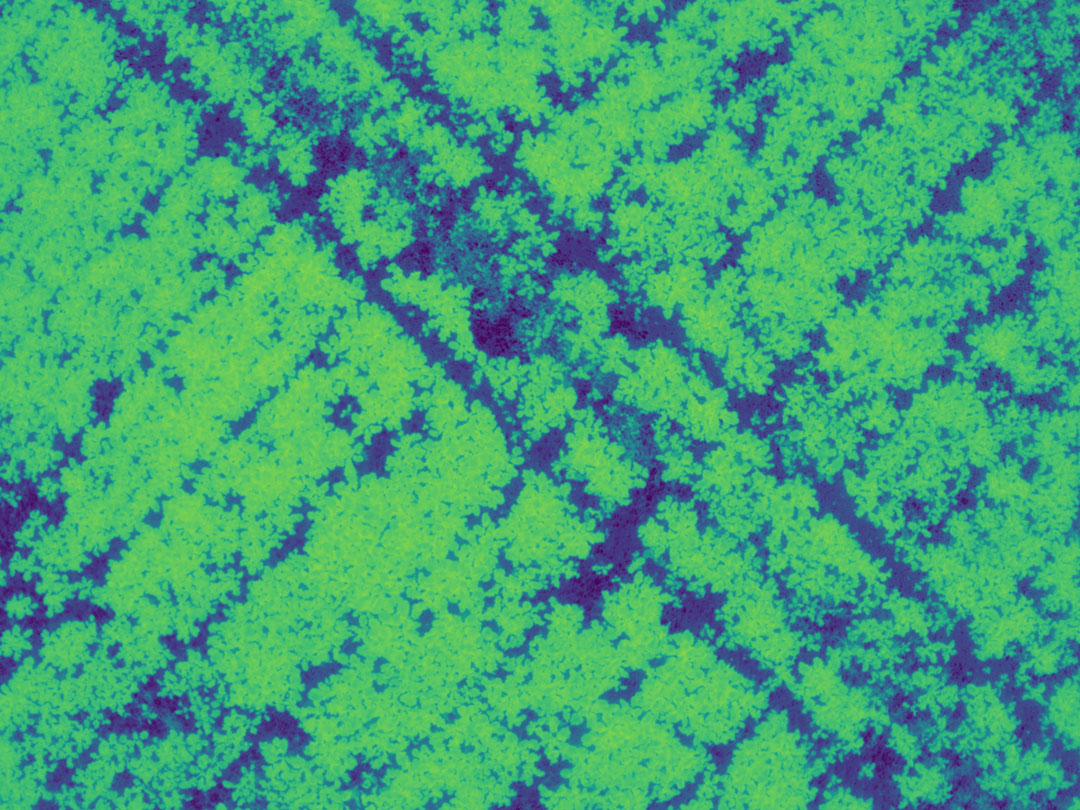 Figure 8: NDVI of Rapeseed computed from Phantom 4M