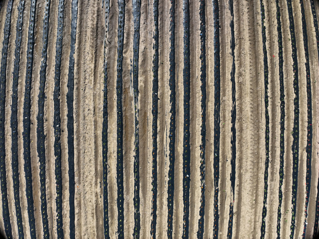 Figure 2: RGB image of Strawberries from Mavic 3M