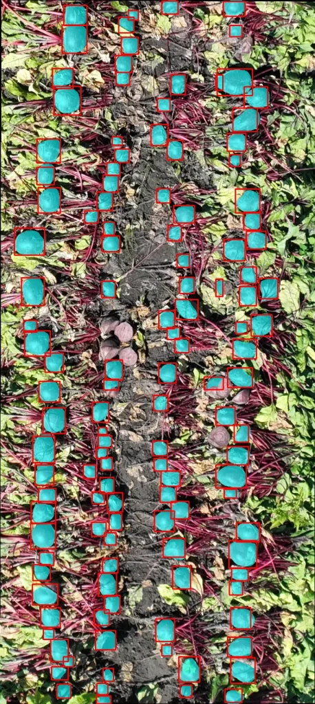 Beet crop with individual leaves detected by AI and highlighted in cyan