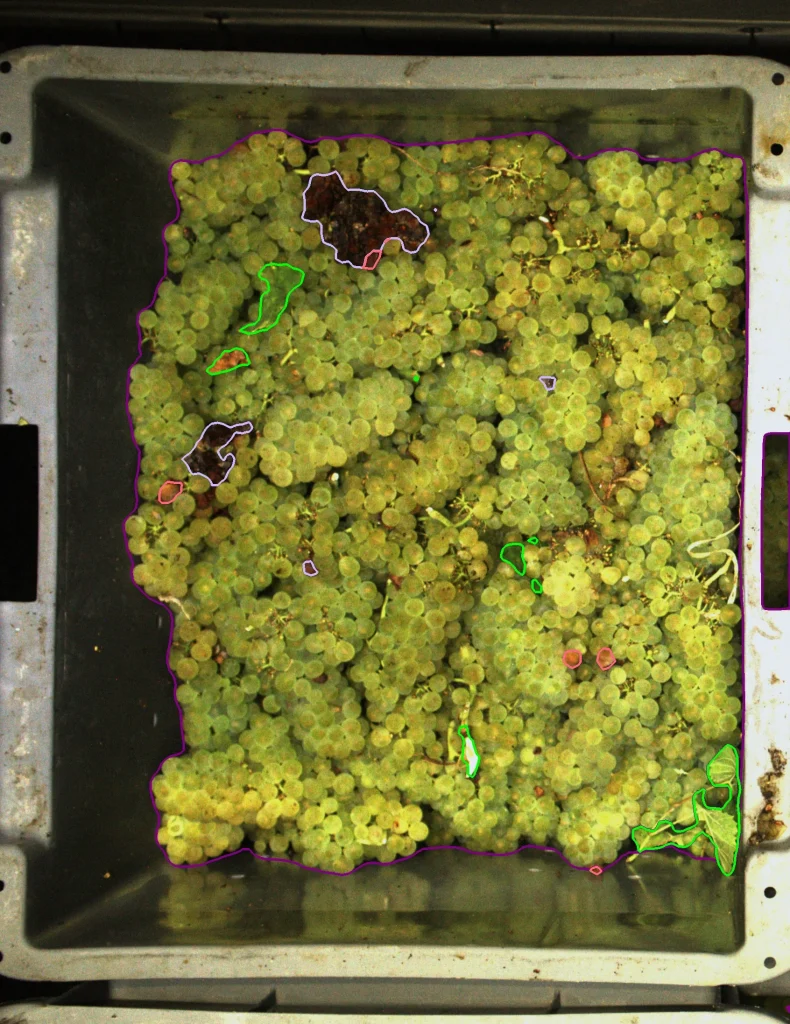 Crate of grape clusters with AI quality segmentation overlay