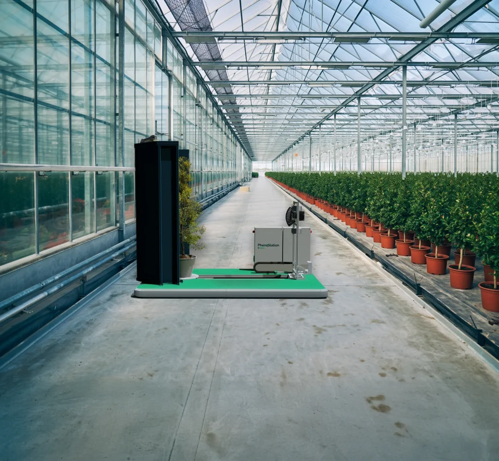 Greenhouse interior with organized plant rows