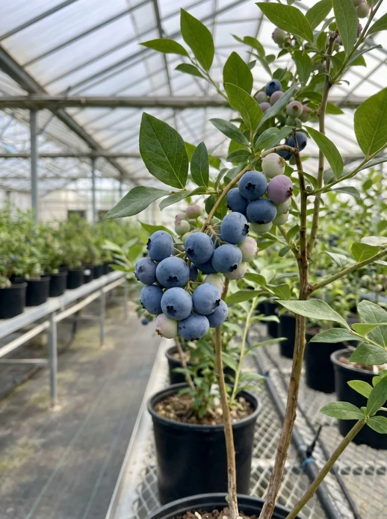 Blueberries