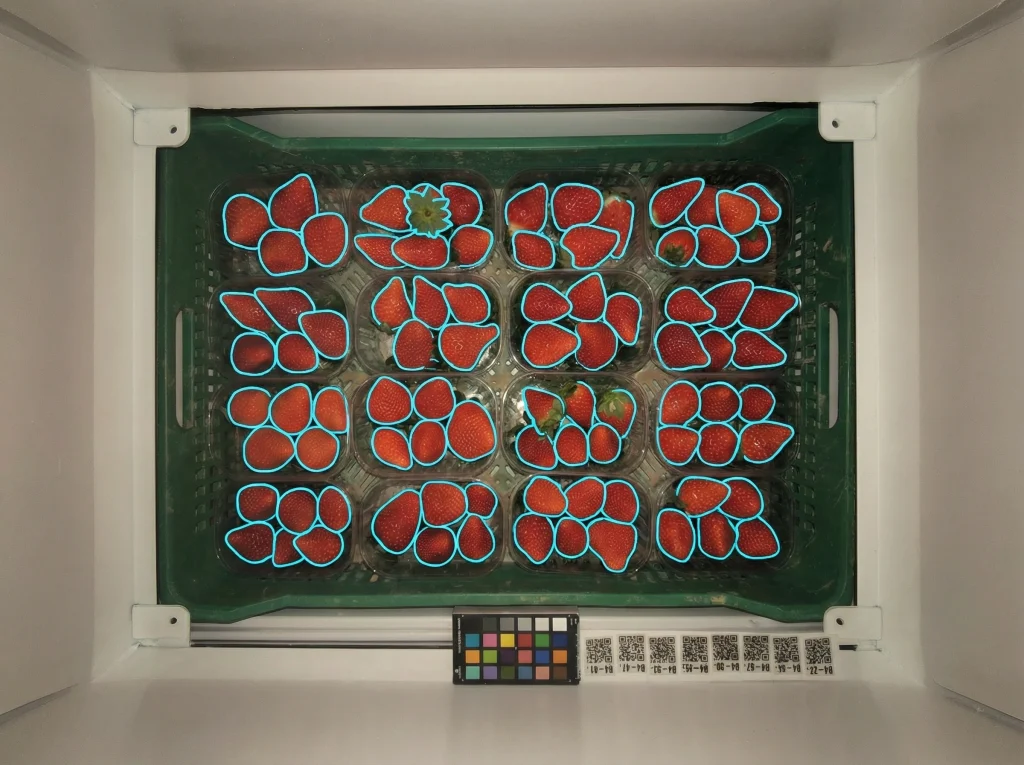 Shelf-life & fruit degradation scoring (R&D)
