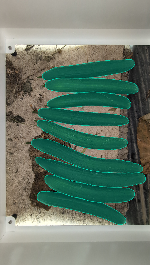 Organ morphology assessment for vegetable breeding in greenhouses