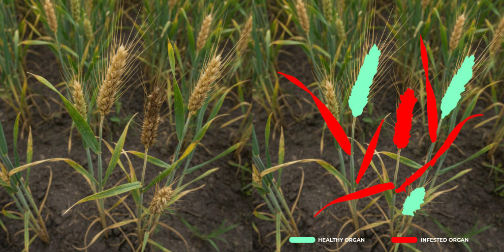 Quantify disease symptoms at organ level in field plots