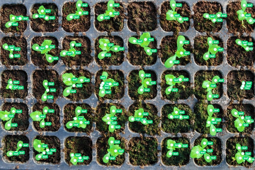 Germination speed analysis (seedlings in trays)
