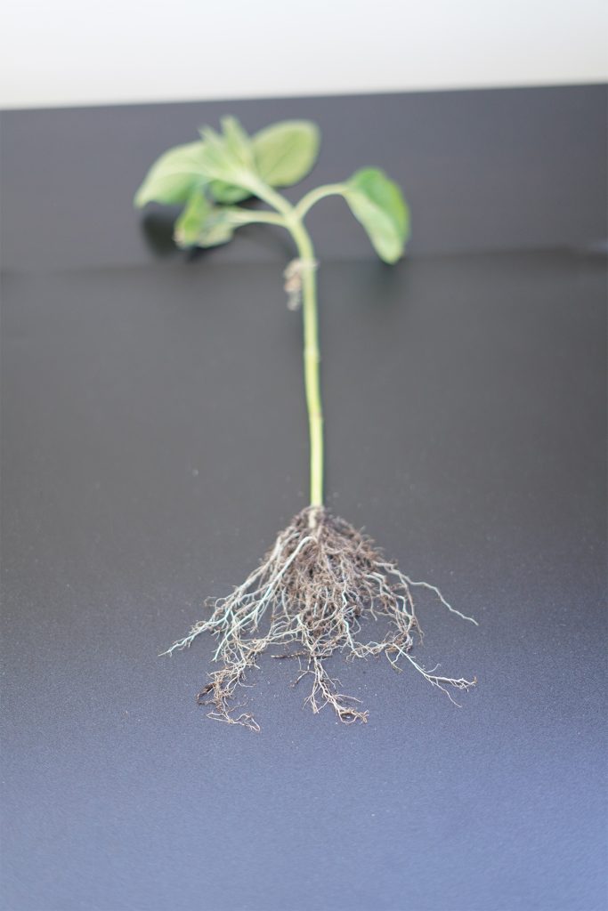 Root phenotyping: characterization & architecture (R&D)