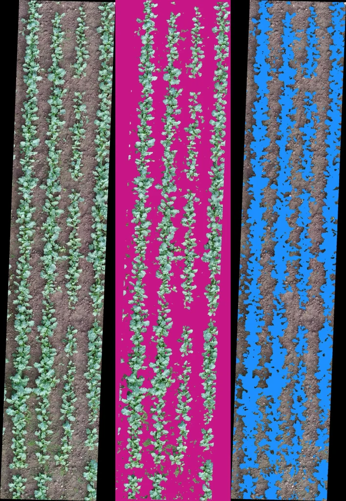 Aerial crop rows shown three ways: raw image, AI plant segmentation in magenta, and AI soil segmentation in blue